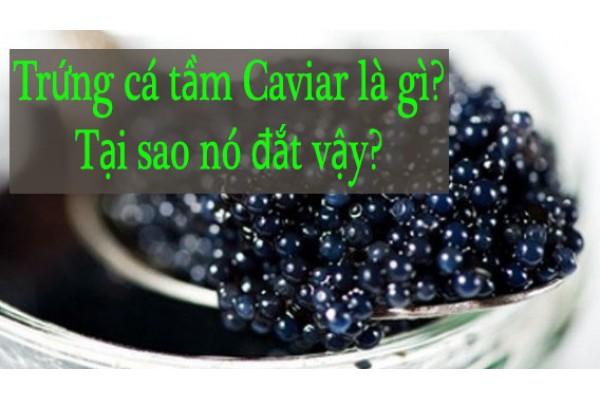 Caviar là gì? Tìm hiểu về trứng cá muối, nguồn gốc và cách sử dụng