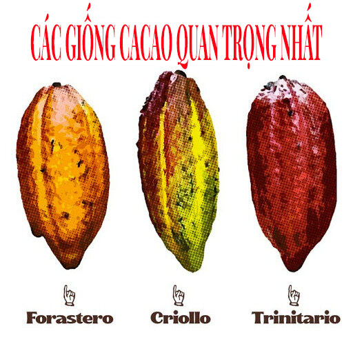 Các giống cây Cacao quan trọng nhất