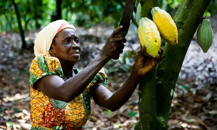 Phần lớn cây Cacao nguyên liệu được trồng ở các quốc gia Tây Phi