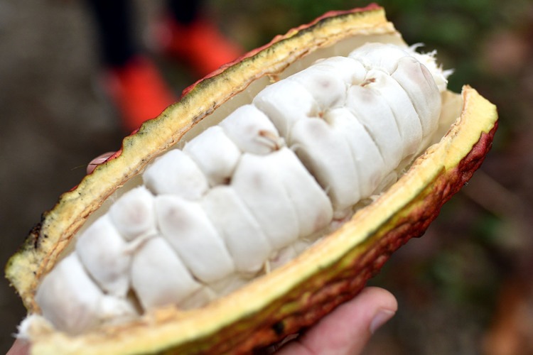 Quả Cacao tách vỏ