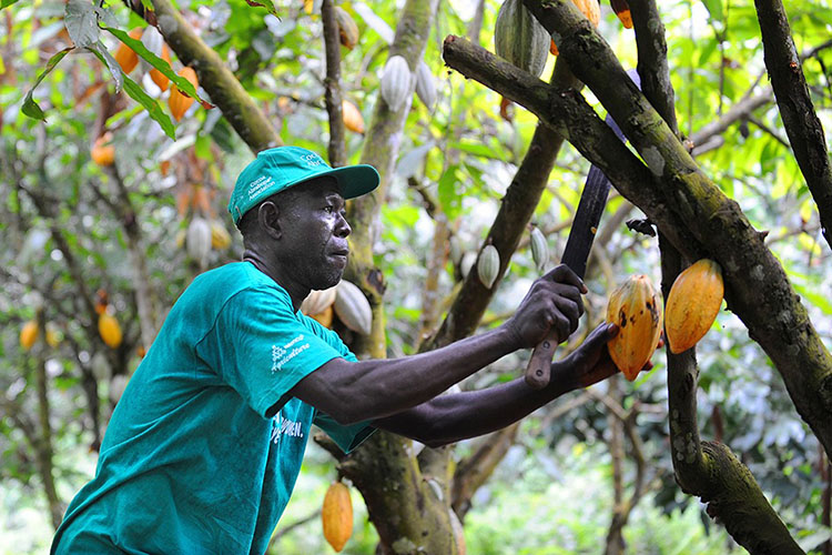 Thu hoạch quả Cacao