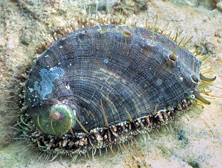 Bào ngư Ormer xanh Haliotis tuberculata