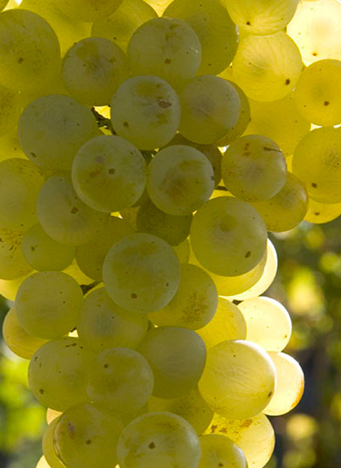Rượu vang nổ Asti - Moscato d’Asti được ​​​​​​làm từ giống nho cổ điển Moscato Bianco